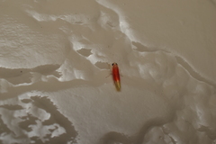 Alebrasca actinidiae