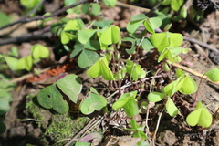 Oxalis acetosella