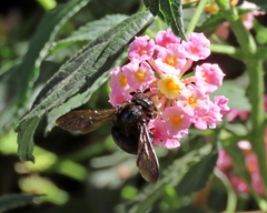 Xylocopa californica
