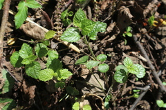 Lamium galeobdolon