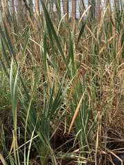 Typha