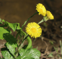 Tussilago farfara