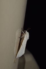 Spilosoma punctaria