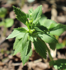 Ranunculus cassubicus