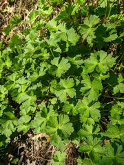 Geranium asphodeloides