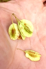 Pteleopsis myrtifolia