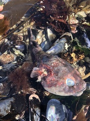 Chorisochismus dentex