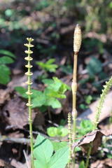 Equisetum pratense