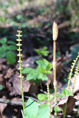 Equisetum pratense