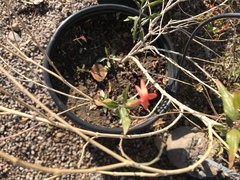 Anisacanthus quadrifidus wrightii