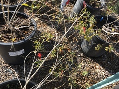 Anisacanthus quadrifidus wrightii