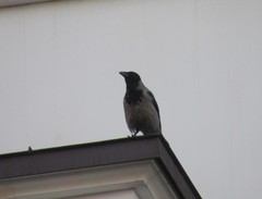 Corvus cornix