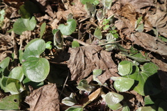 Asarum europaeum