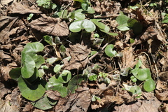 Asarum europaeum