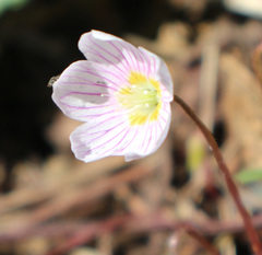 Oxalis acetosella