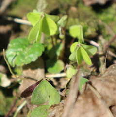 Oxalis acetosella