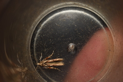 Stathmopoda stimulata
