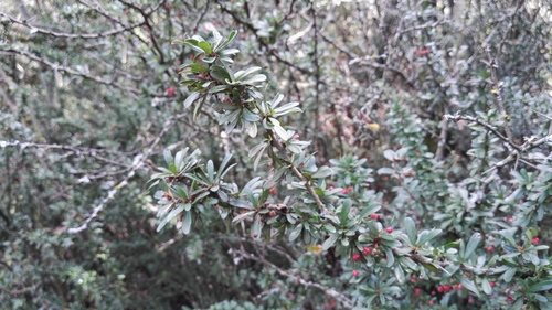Gymnosporia polyacantha (Gymnosporia polyacantha)