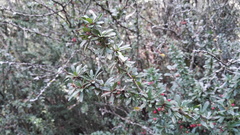 Gymnosporia polyacantha