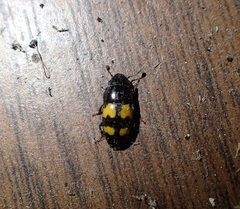 Glischrochilus fasciatus