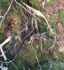 Pholidobolus vertebralis