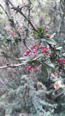 Gymnosporia polyacantha