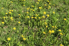 Taraxacum officinale