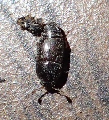 Carpophilinae