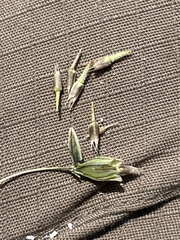 Microseris douglasii platycarpha