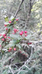 Gymnosporia polyacantha