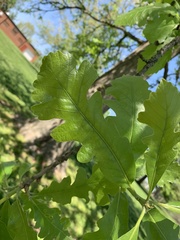 Quercus macrocarpa