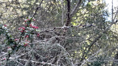 Gymnosporia polyacantha