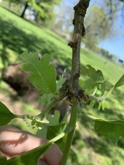 Quercus macrocarpa