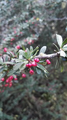 Gymnosporia polyacantha