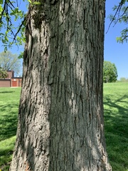Quercus macrocarpa
