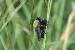 Laphria flavicollis