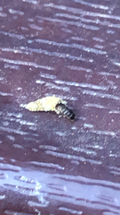 Luffia ferchaultella