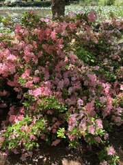 Rhododendron