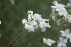 Cerastium grandiflorum
