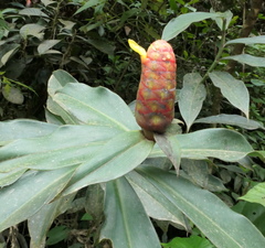Costus scaber