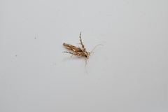Stathmopoda stimulata