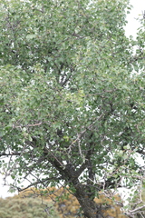 Pyrus bourgaeana