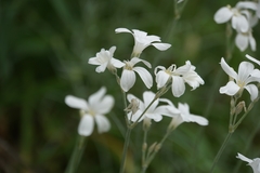 Cerastium grandiflorum