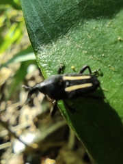 Linomadarus bilineatus