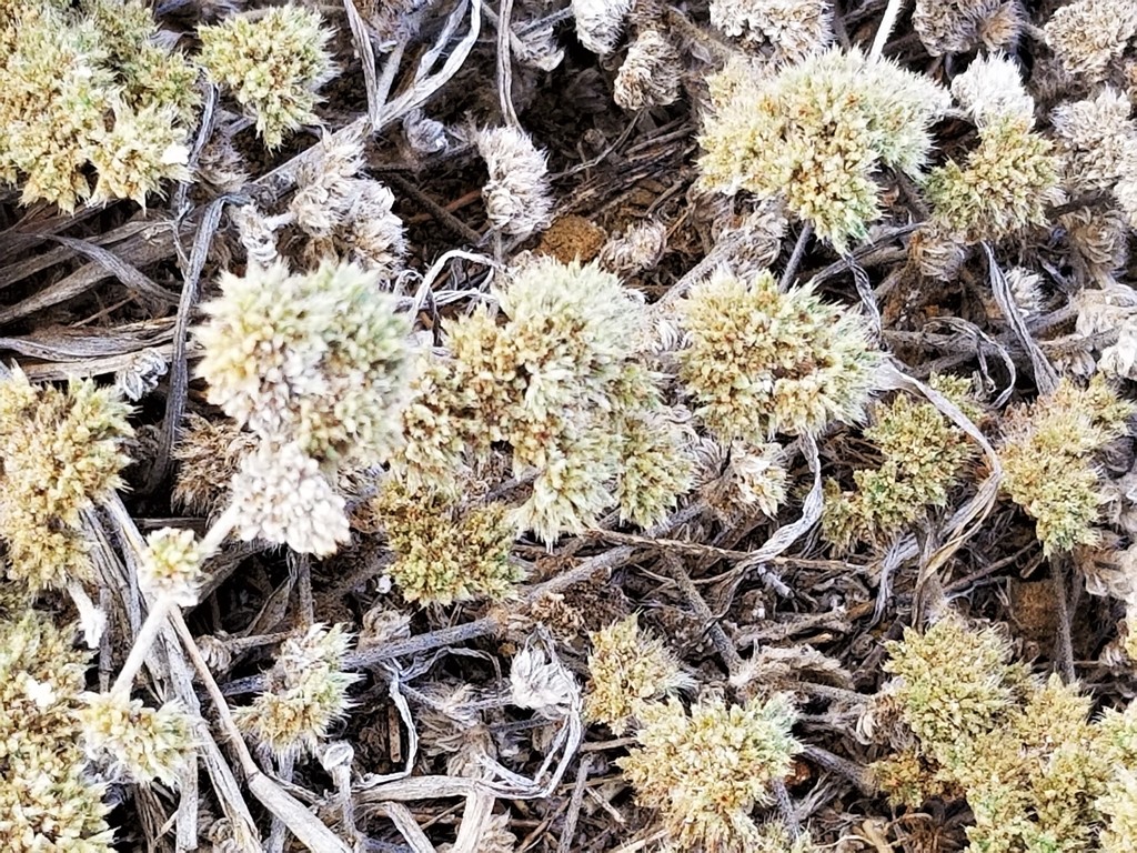 gray matplant