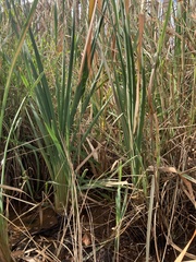 Typha