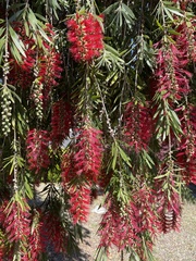 Elymus elymoides brevifolius