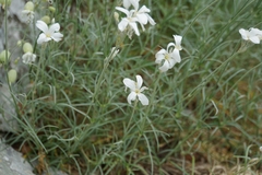 Cerastium grandiflorum