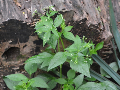 Canadian honewort (Cryptotaenia canadensis)