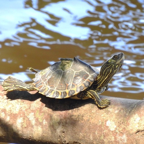 Pascagoula Map Turtle